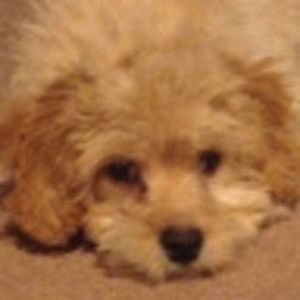 Meet your Posher, Tina